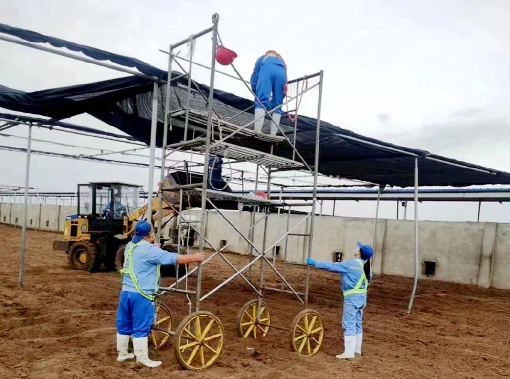 甘肅前進牧業石崗墩牧場搭建“涼棚”讓奶牛舒適度夏